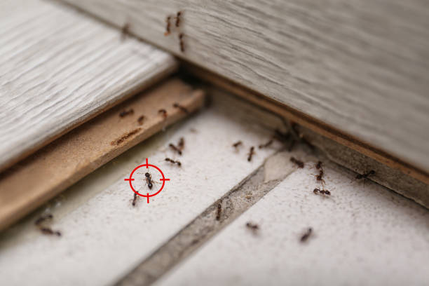 Best Ant Control Services  in Sloatsburg, NY